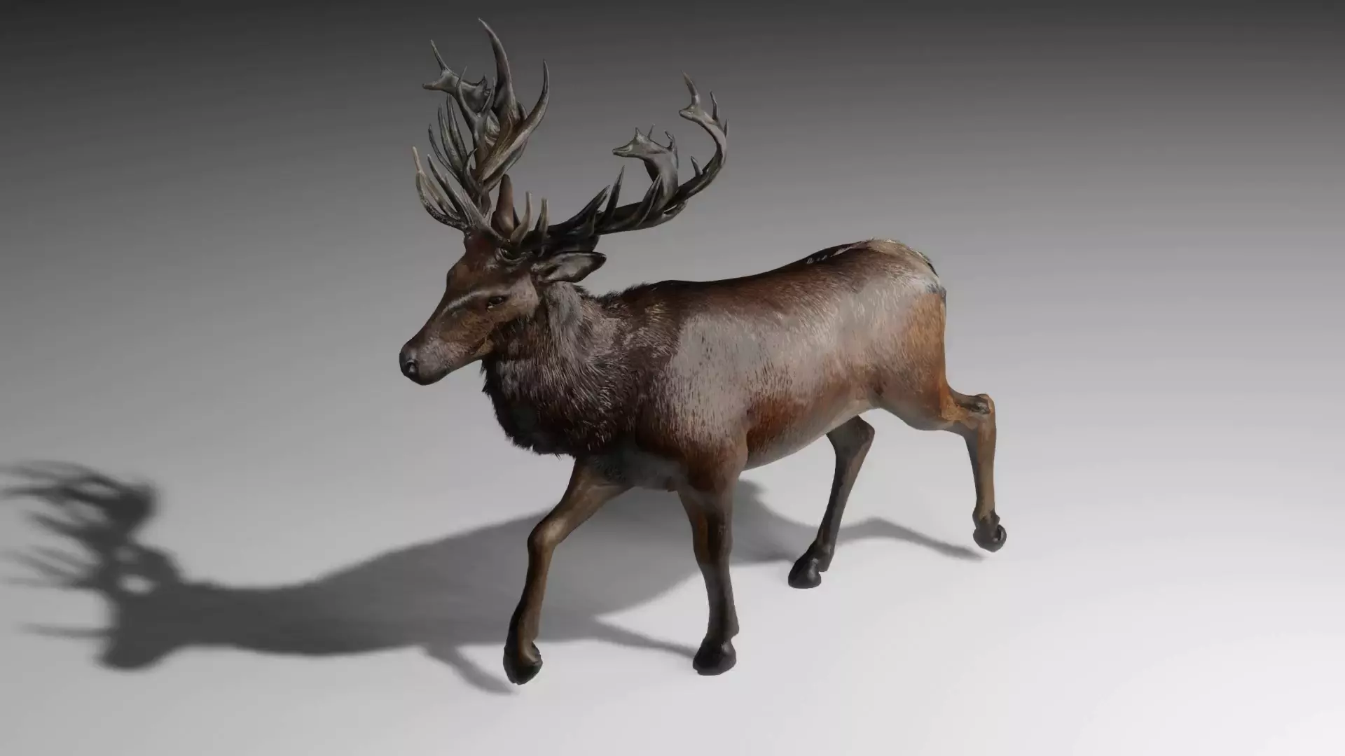 Elk Deer Rigged and Animated Low-poly 3D model