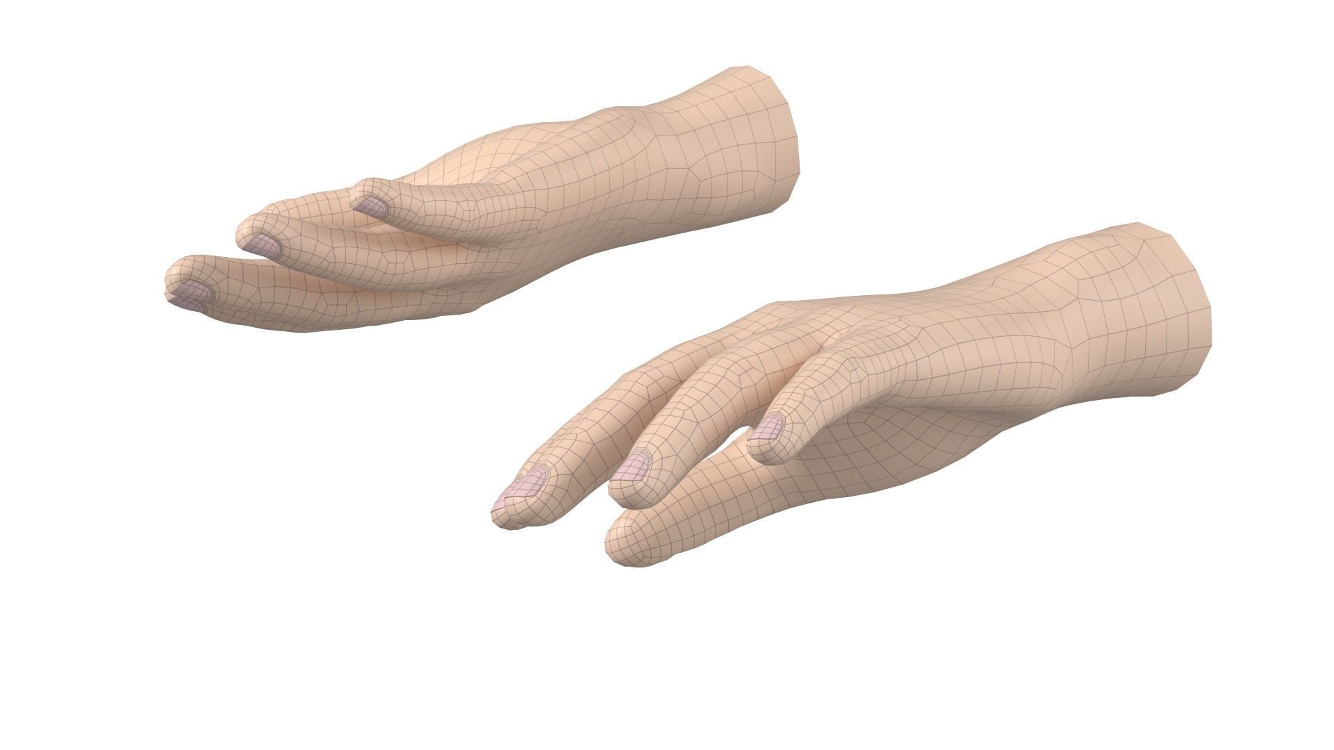 Male Hand Base Mesh 02 3D model_11