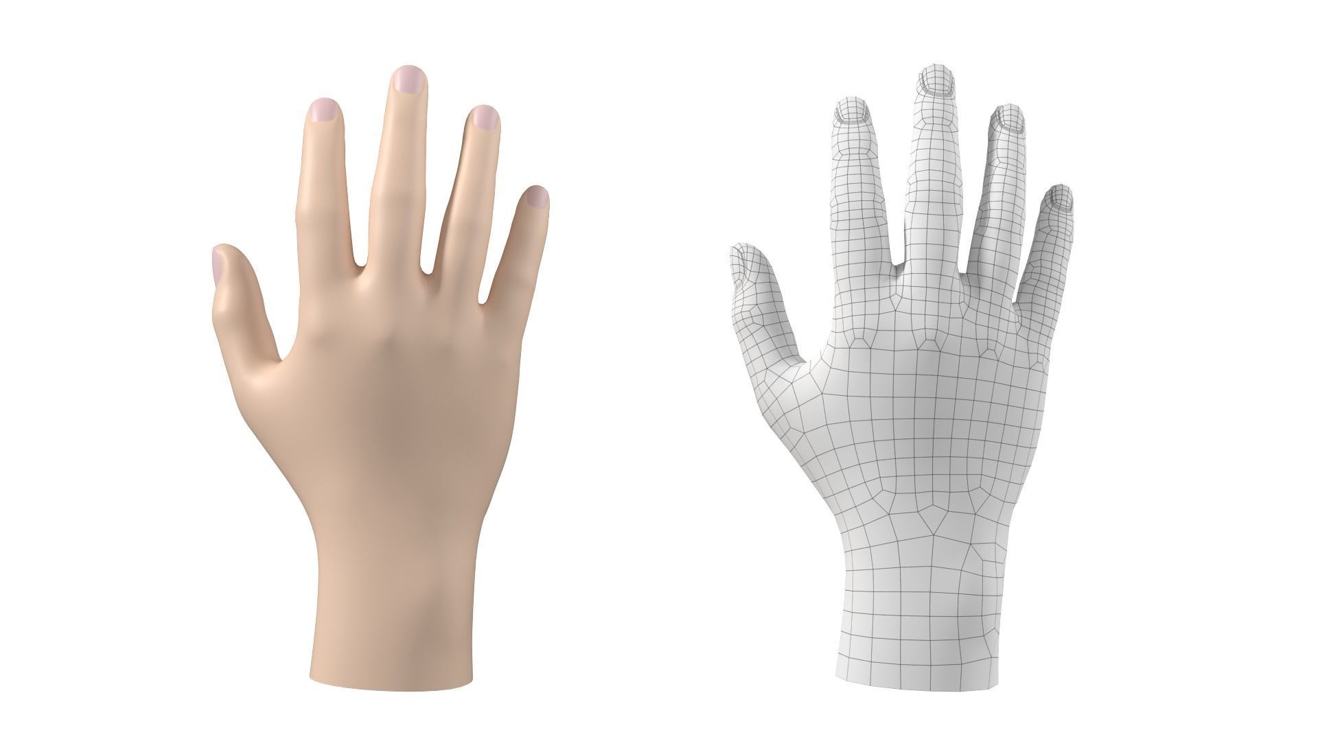 Male Hand Base Mesh 02 3D model_15