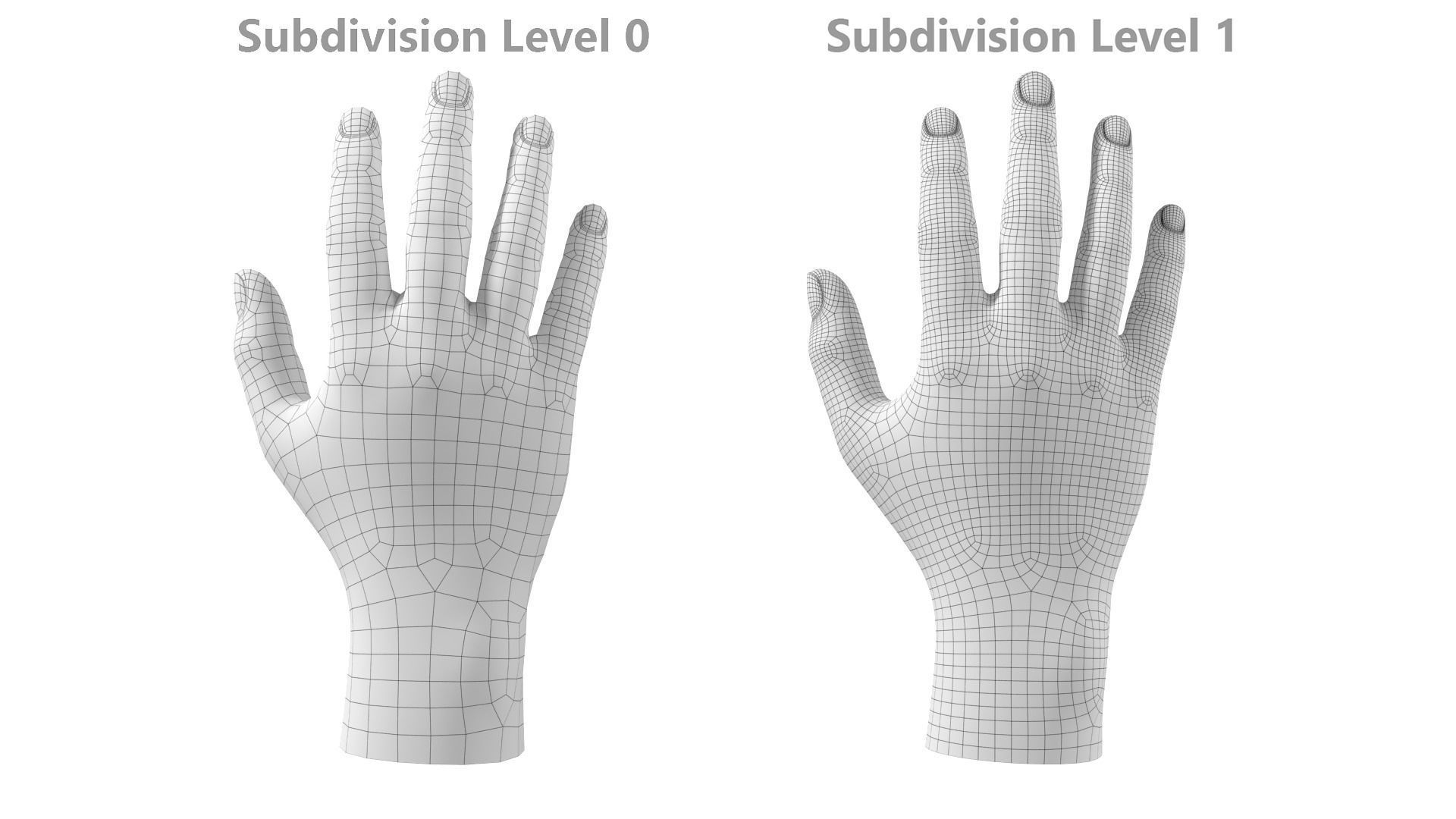 Male Hand Base Mesh 02 3D model_27