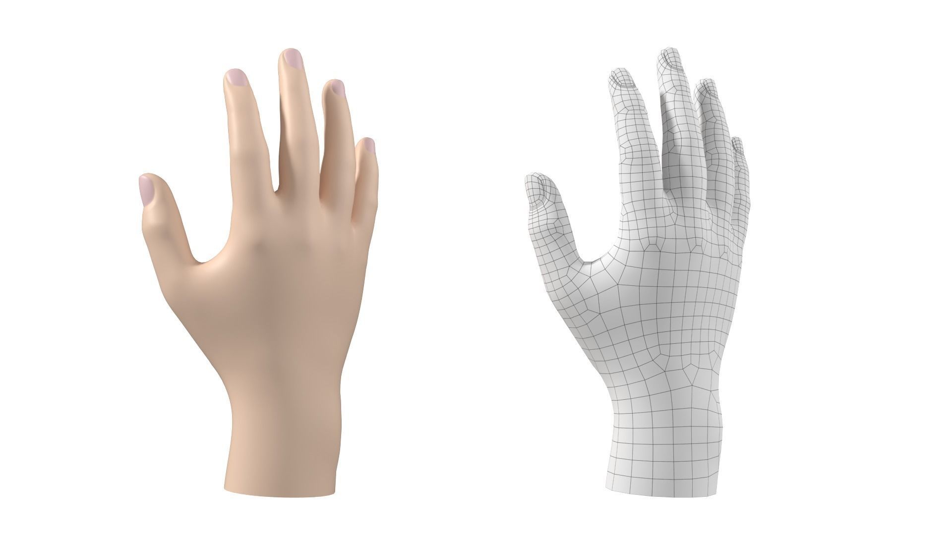 Male Hand Base Mesh 02 3D model_16