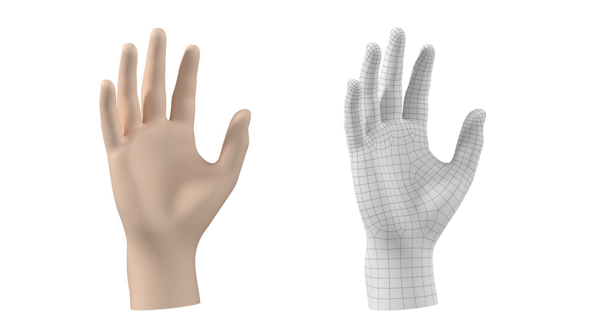 Male Hand Base Mesh 02 3D model_22
