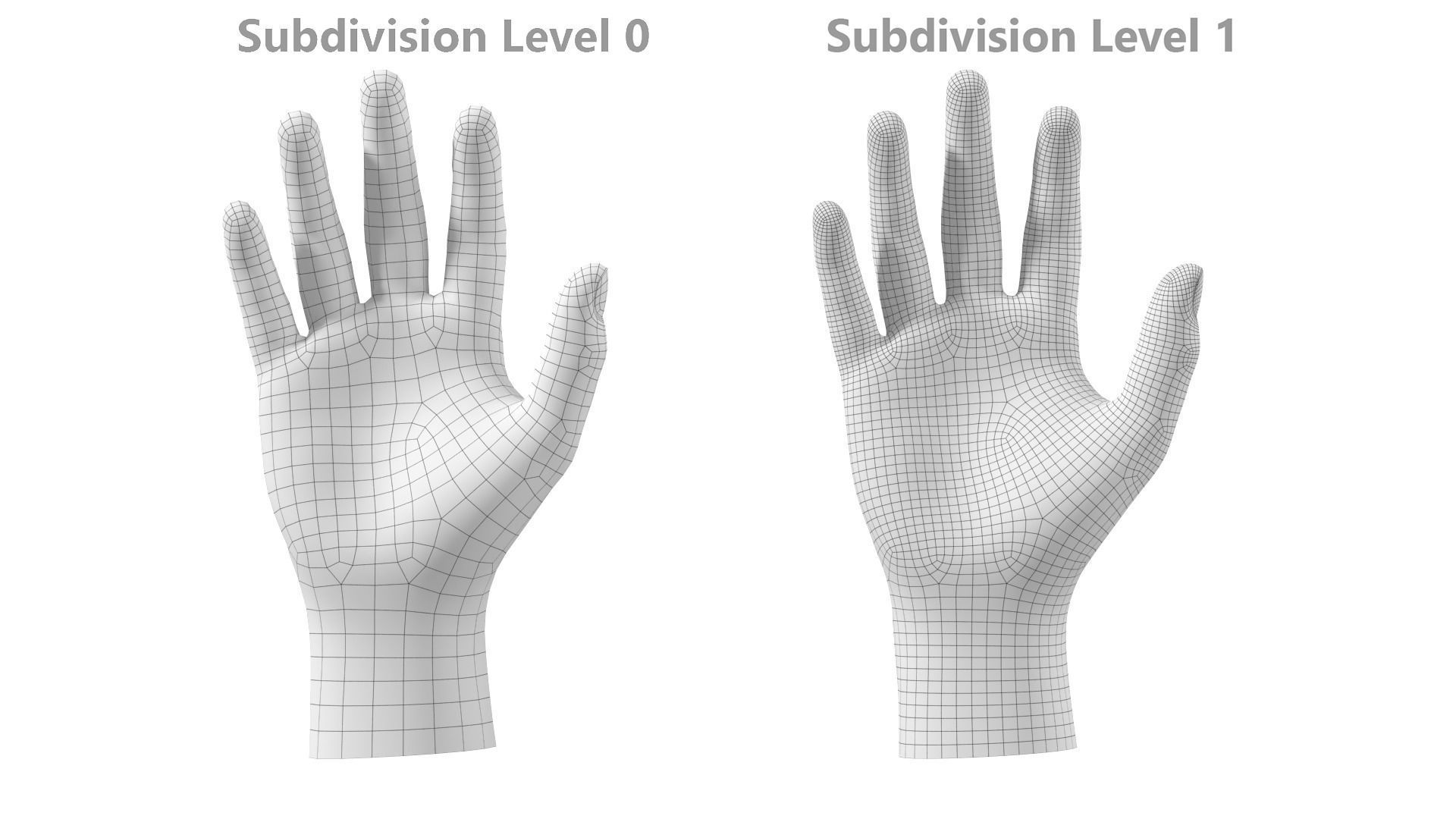 Male Hand Base Mesh 02 3D model_28