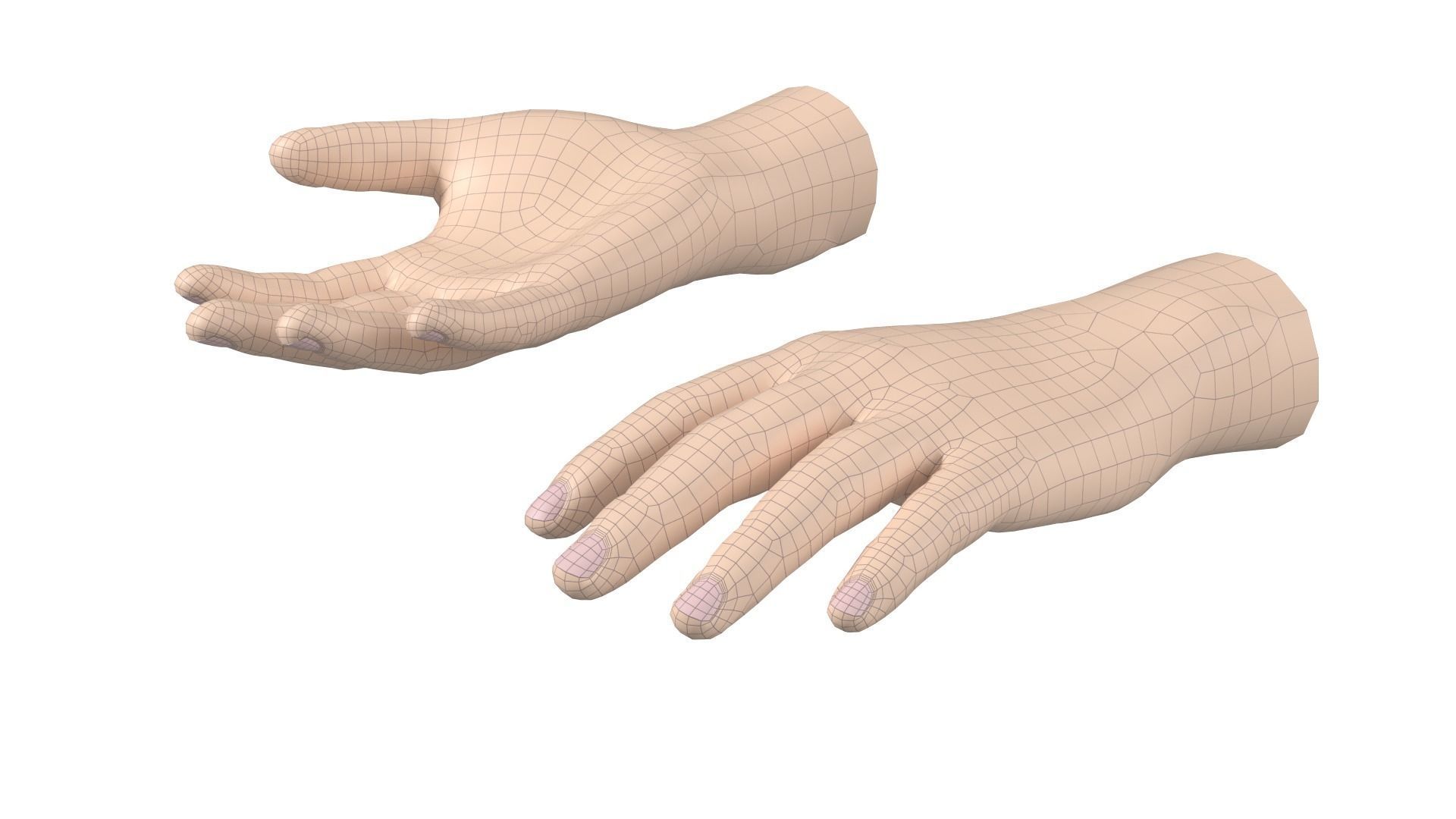 Male Hand Base Mesh 02 3D model_12