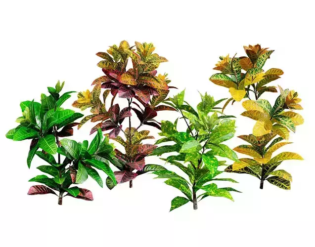 Croton  Codiaeum variegatum plants with free tutorial Low-poly 3D model