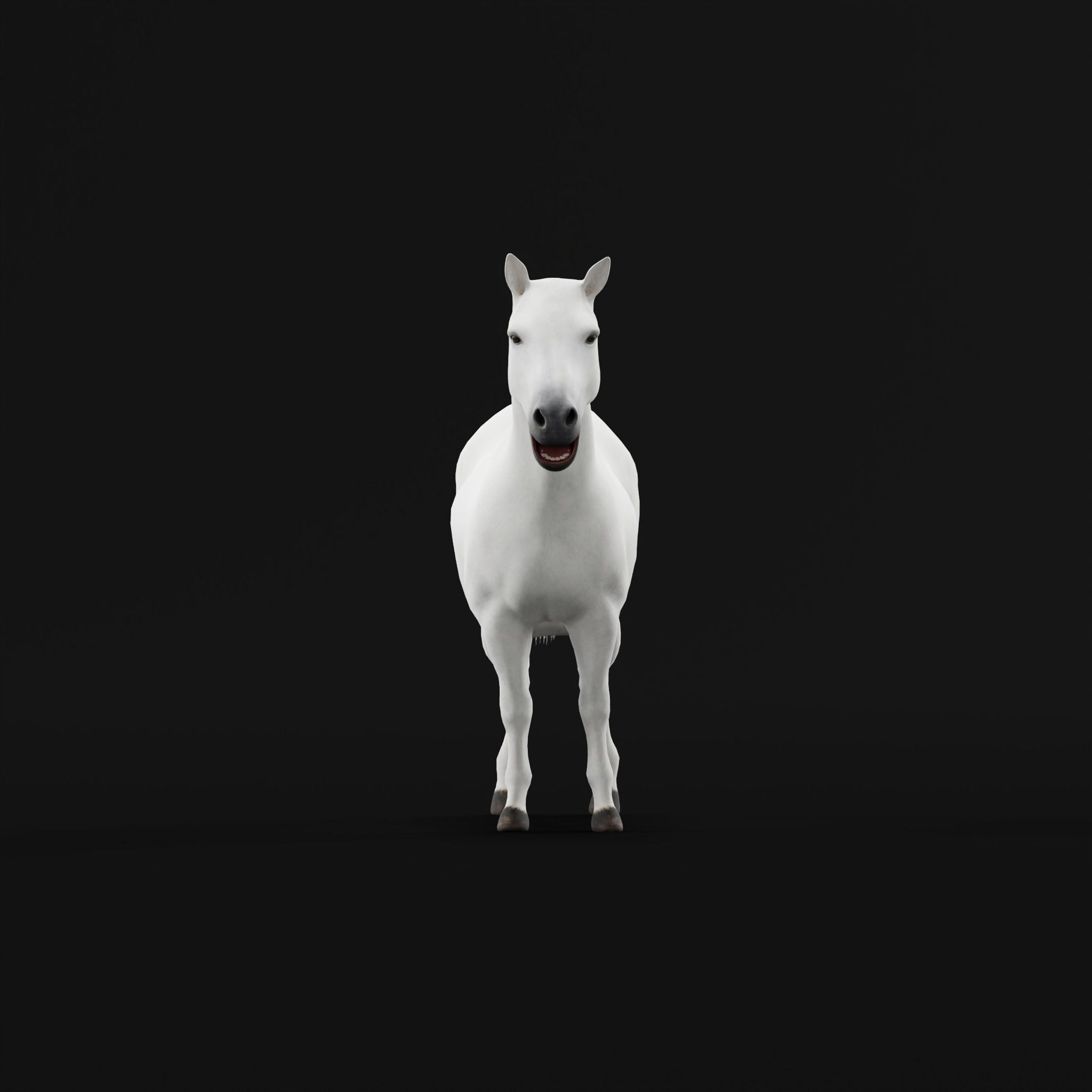 Mule Domestic Equine 3D model_21