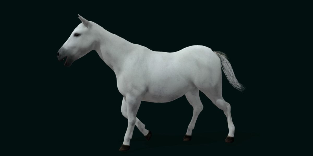 Mule Domestic Equine 3D model_20
