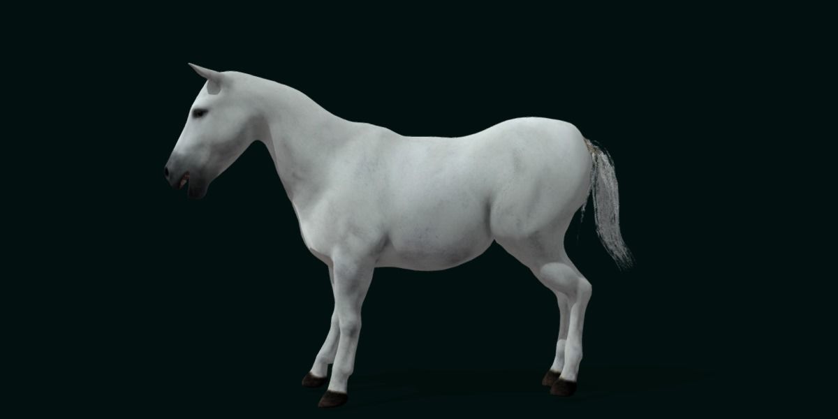 Mule Domestic Equine 3D model_3