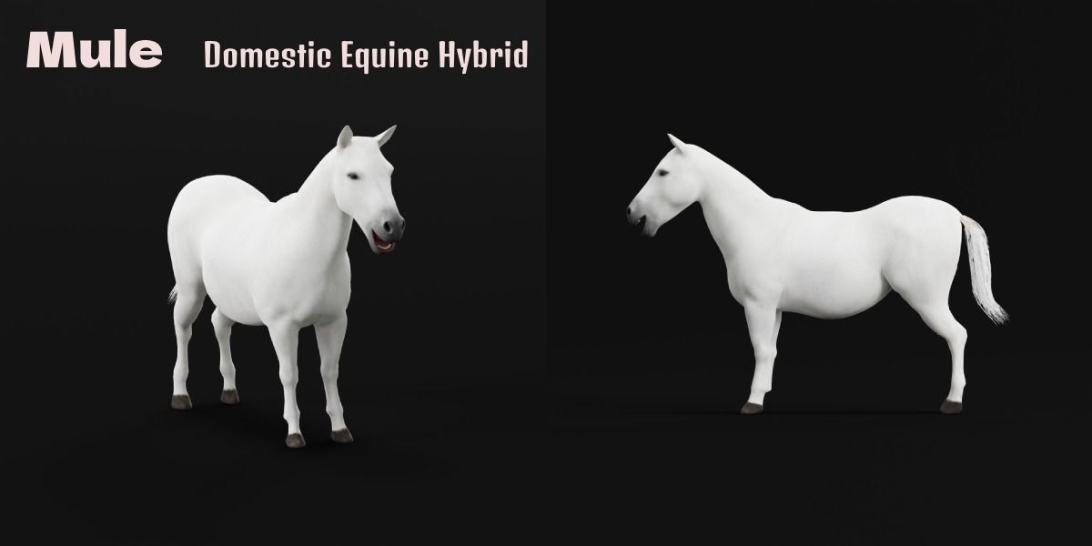 Mule Domestic Equine 3D model_2