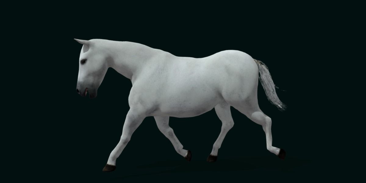 Mule Domestic Equine 3D model_10