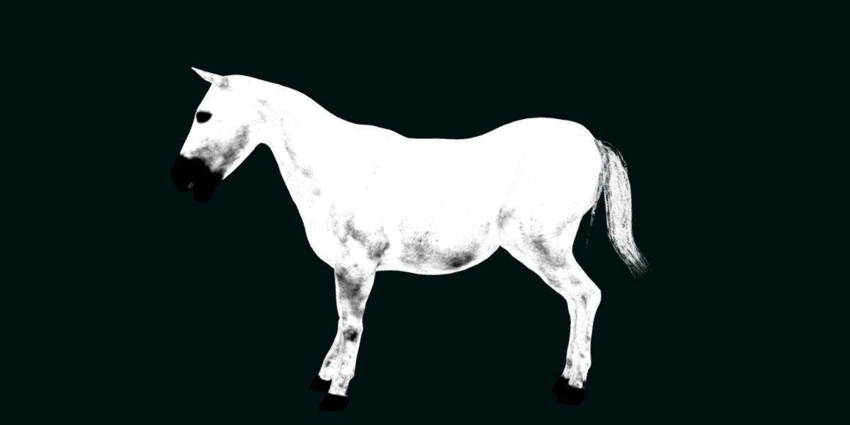 Mule Domestic Equine 3D model_16