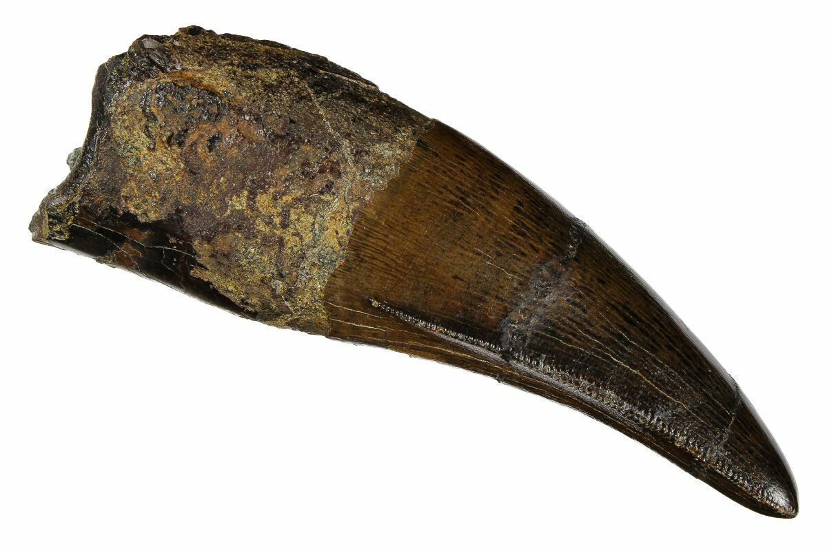 Tyrannosaurus rex Tooth 3D print model_1