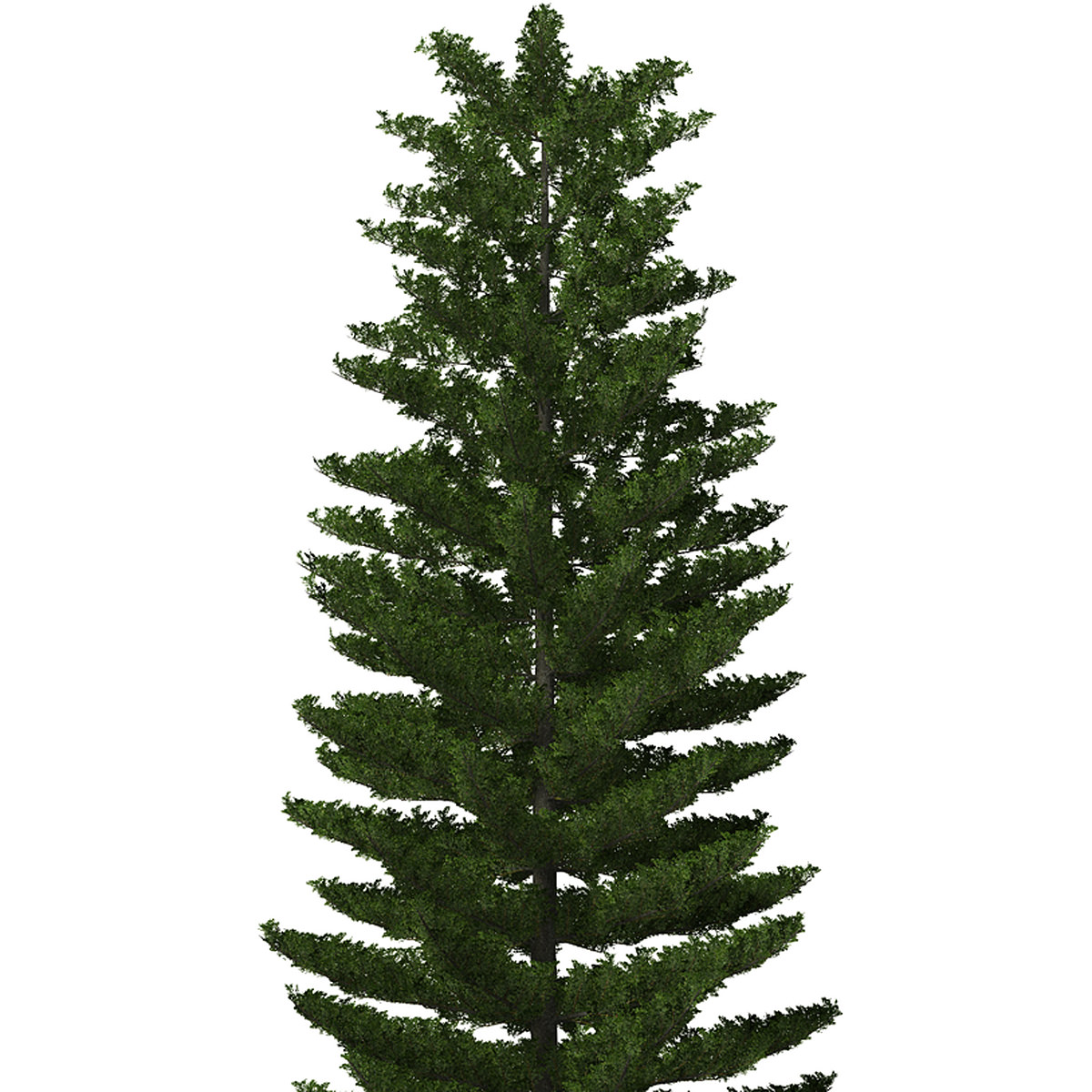 XfrogPlants Norfolk Island Pine 3D model_8