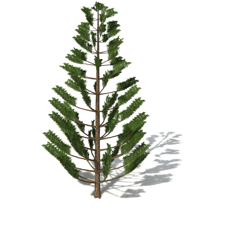 XfrogPlants Norfolk Island Pine 3D model_3
