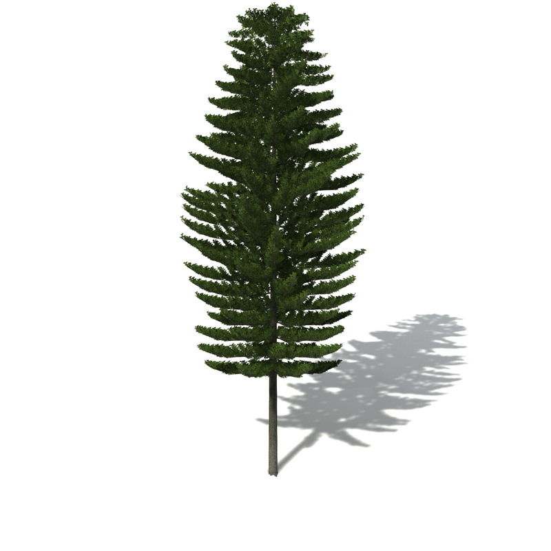 XfrogPlants Norfolk Island Pine 3D model_6