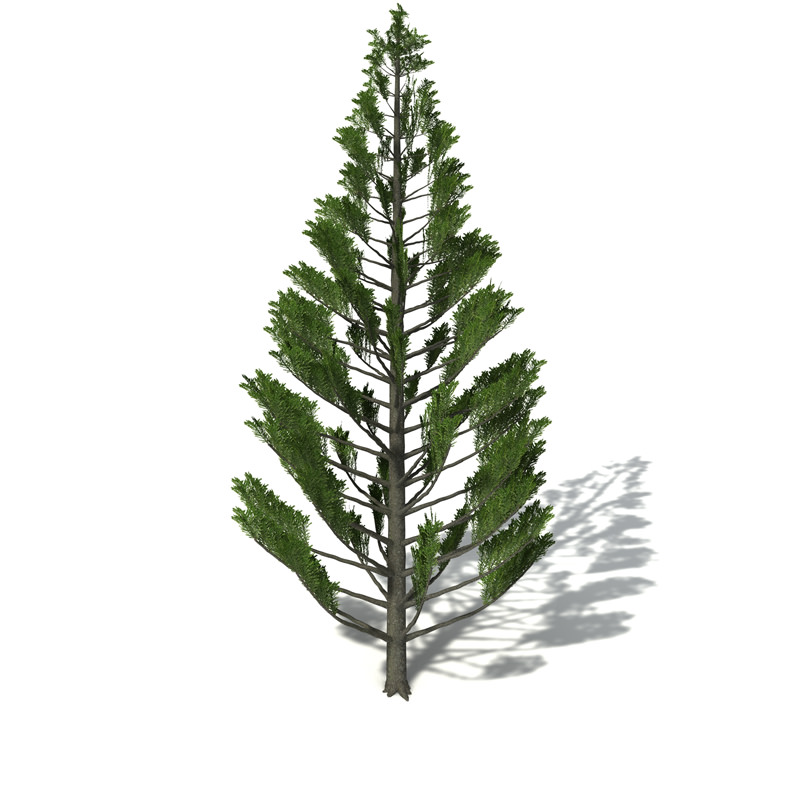 XfrogPlants Norfolk Island Pine 3D model_9
