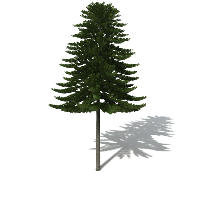 XfrogPlants Norfolk Island Pine 3D model_5