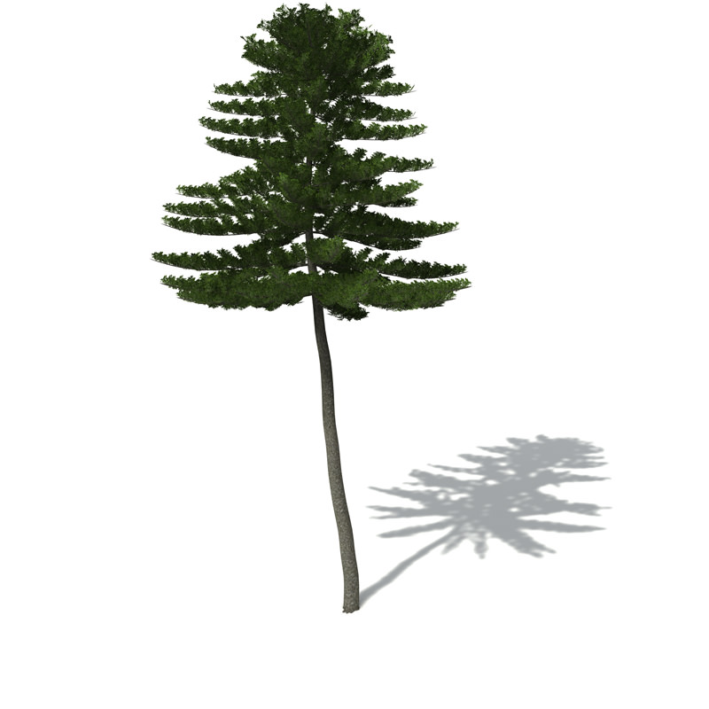 XfrogPlants Norfolk Island Pine 3D model_7