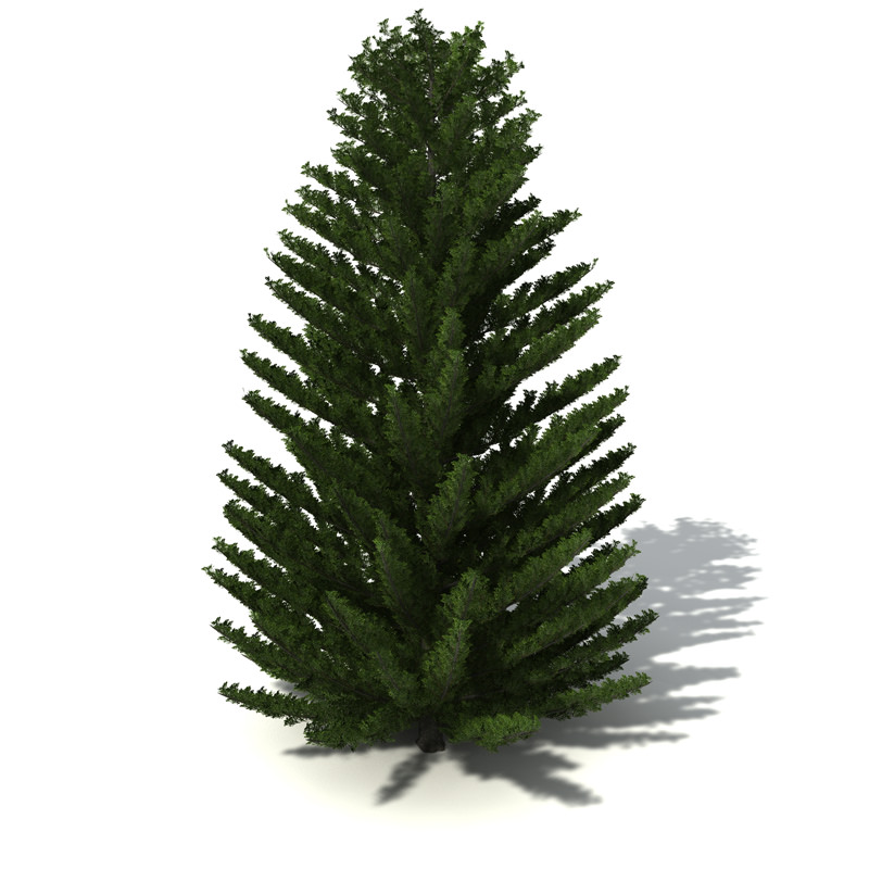 XfrogPlants Norfolk Island Pine 3D model_4