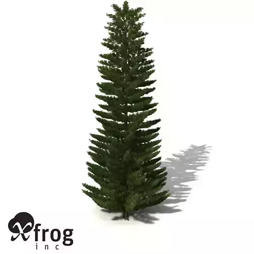 XfrogPlants Norfolk Island Pine 3D model