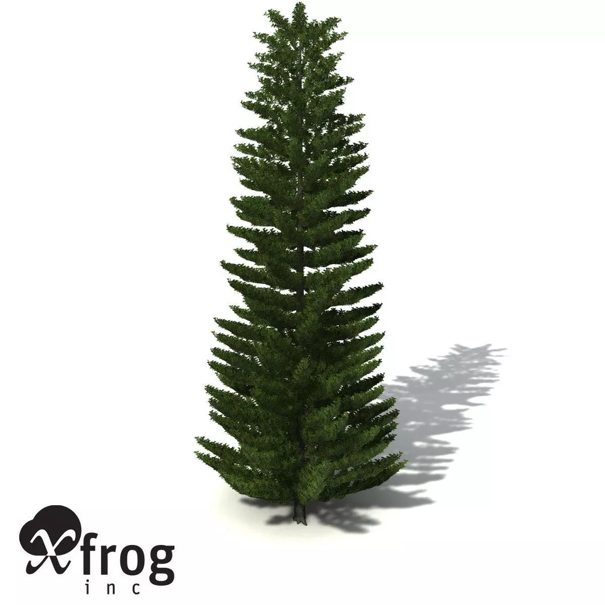 XfrogPlants Norfolk Island Pine 3D model_0