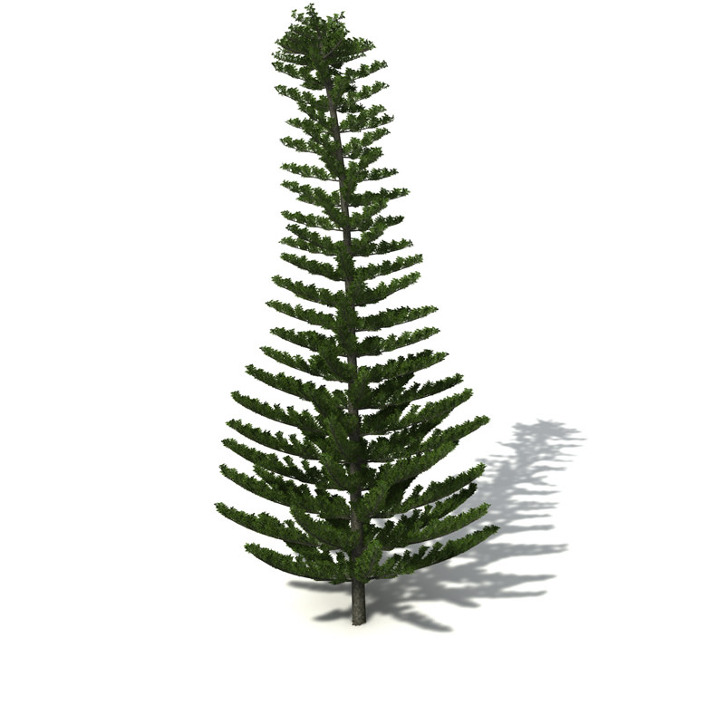 XfrogPlants Norfolk Island Pine 3D model_1
