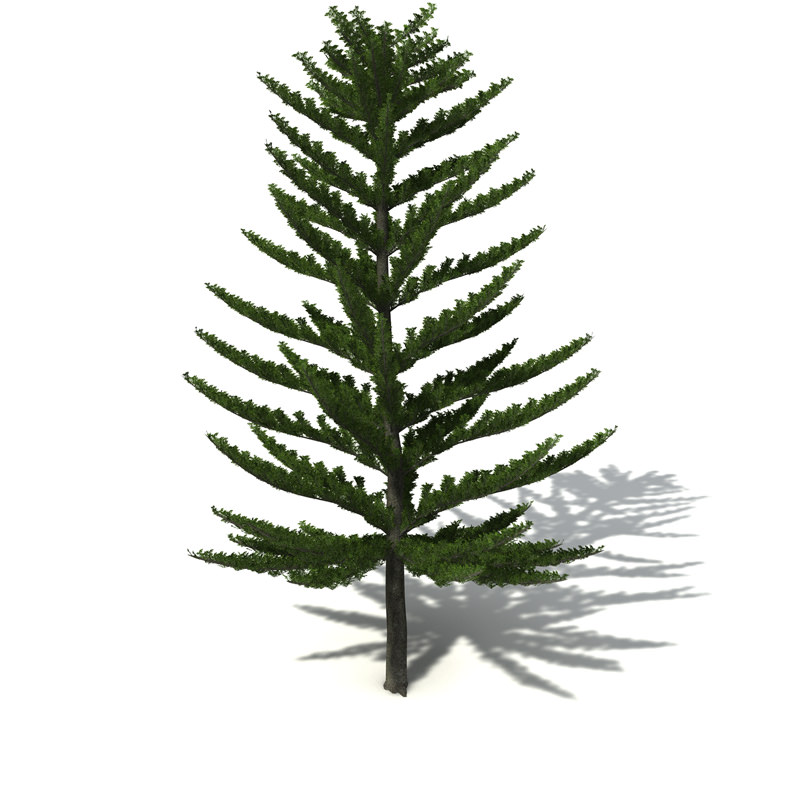 XfrogPlants Norfolk Island Pine 3D model_2