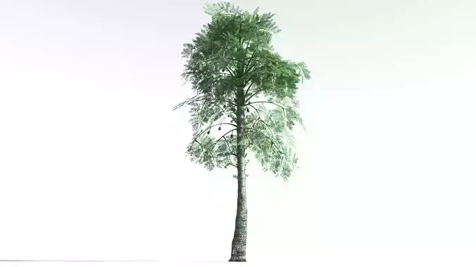 EVERYPlant Alethopteris Seed Fern 2 --12 Models-- 3D model