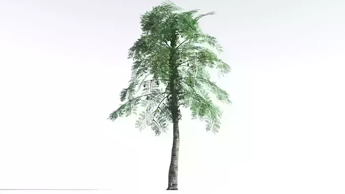 EVERYPlant Alethopteris Seed Fern 3 --12 Models-- 3D model