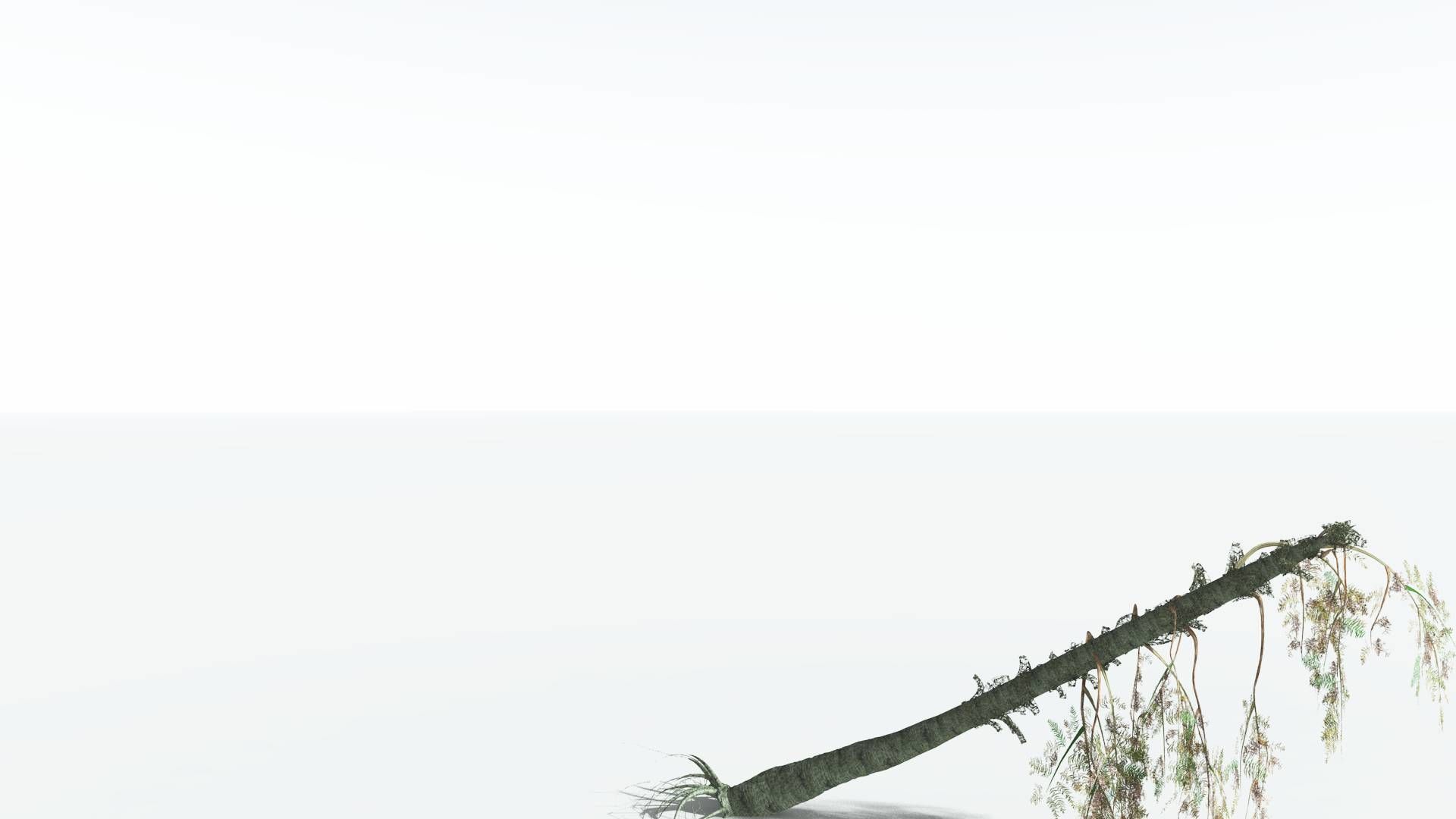 EVERYPlant Alethopteris Seed Fern 4 --12 Models-- 3D model_12