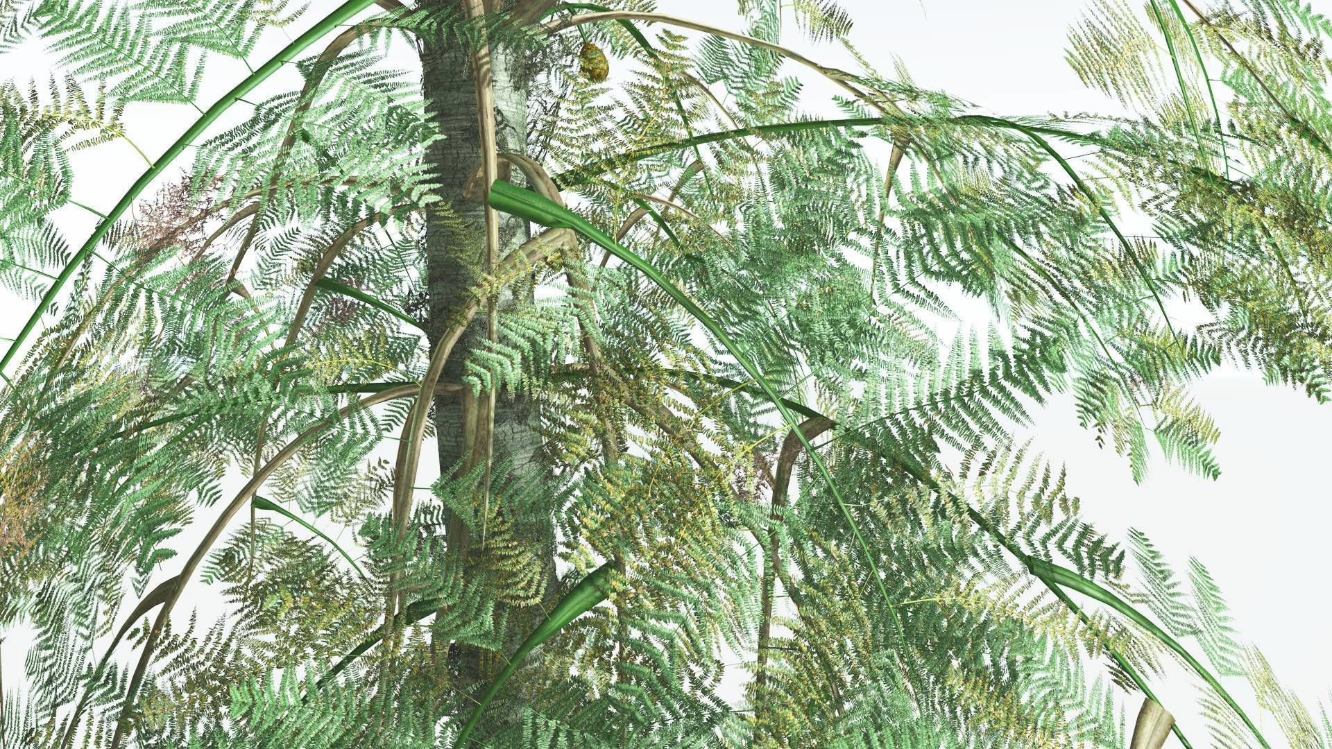 EVERYPlant Alethopteris Seed Fern 4 --12 Models-- 3D model_7