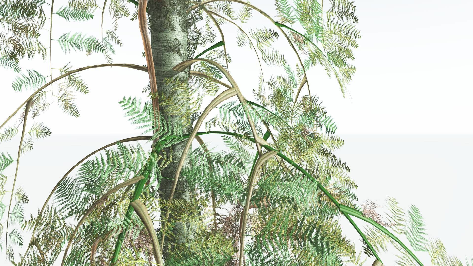 EVERYPlant Alethopteris Seed Fern 4 --12 Models-- 3D model_9