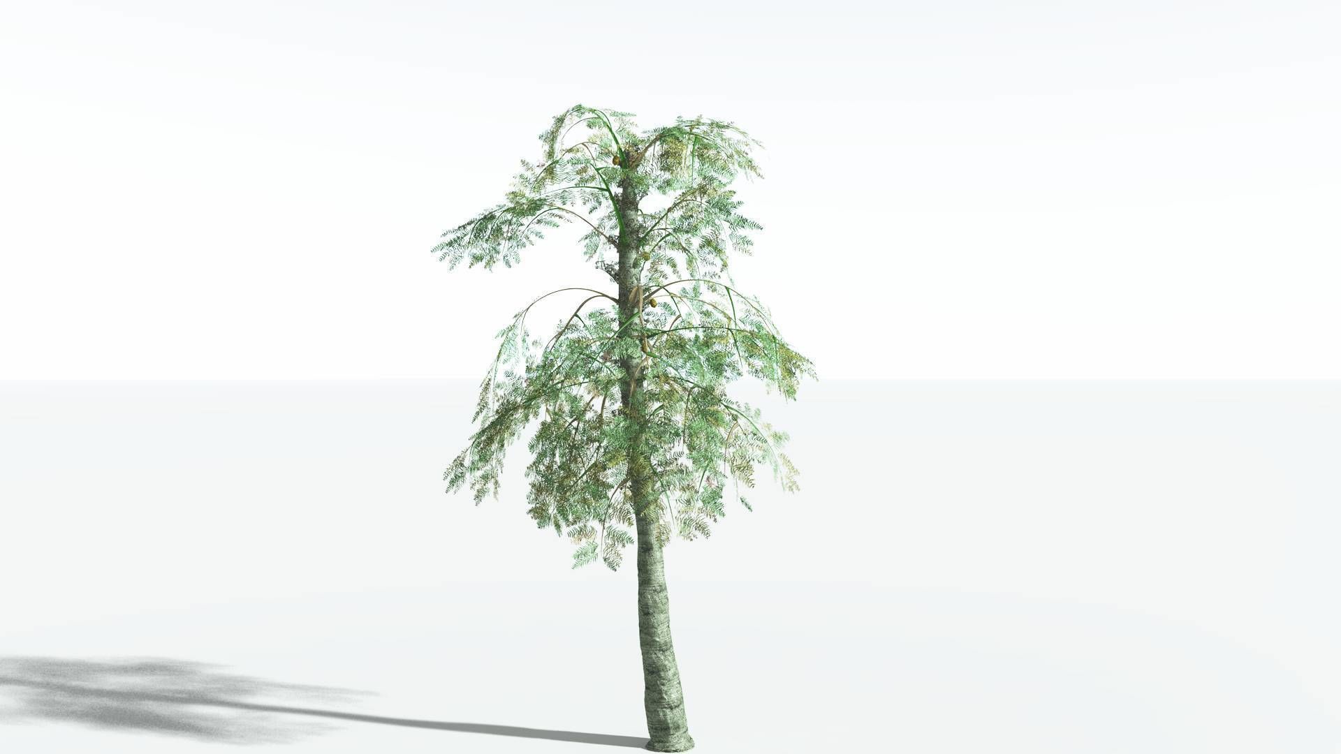 EVERYPlant Alethopteris Seed Fern 4 --12 Models-- 3D model_6