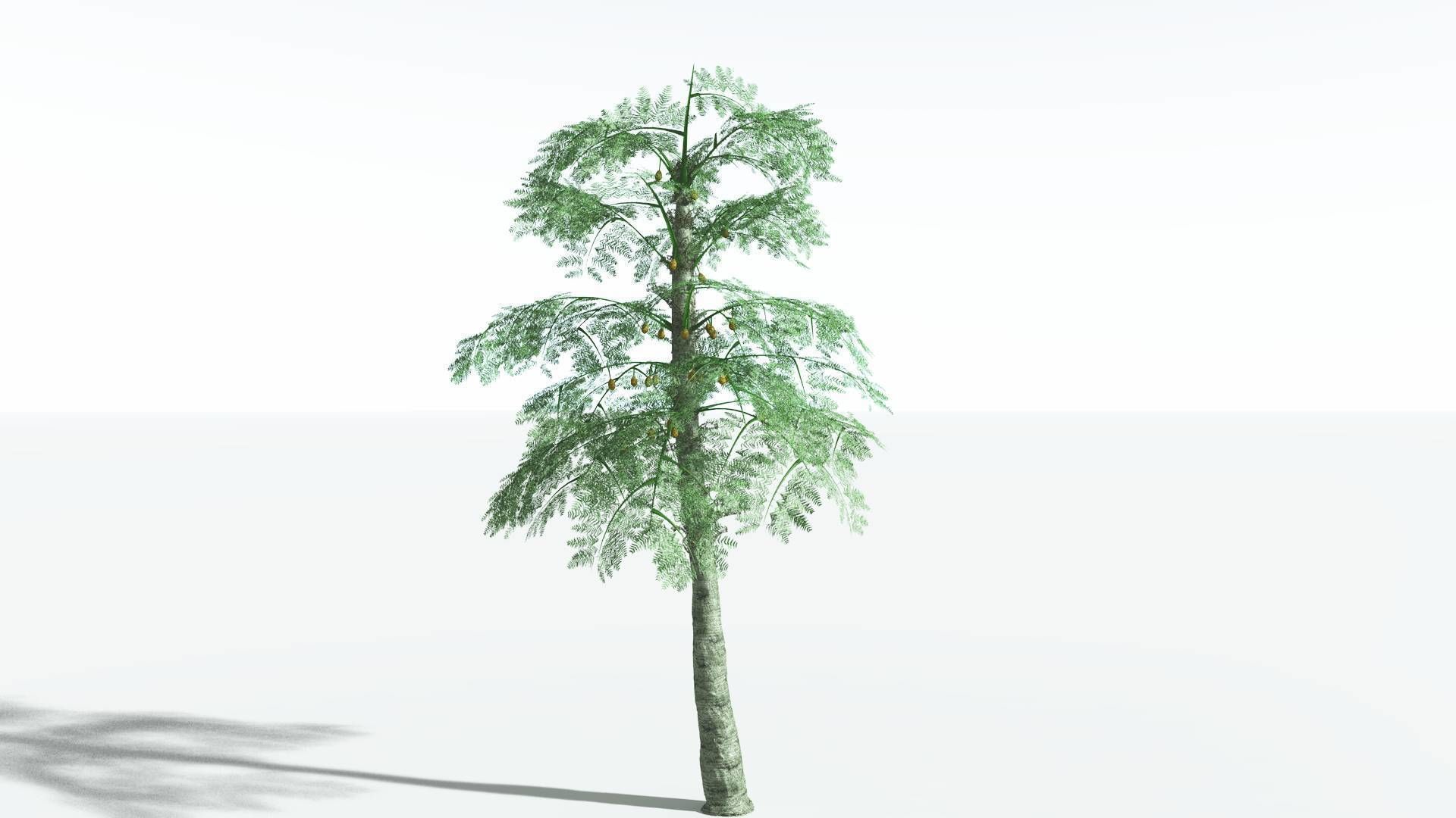 EVERYPlant Alethopteris Seed Fern 4 --12 Models-- 3D model_4