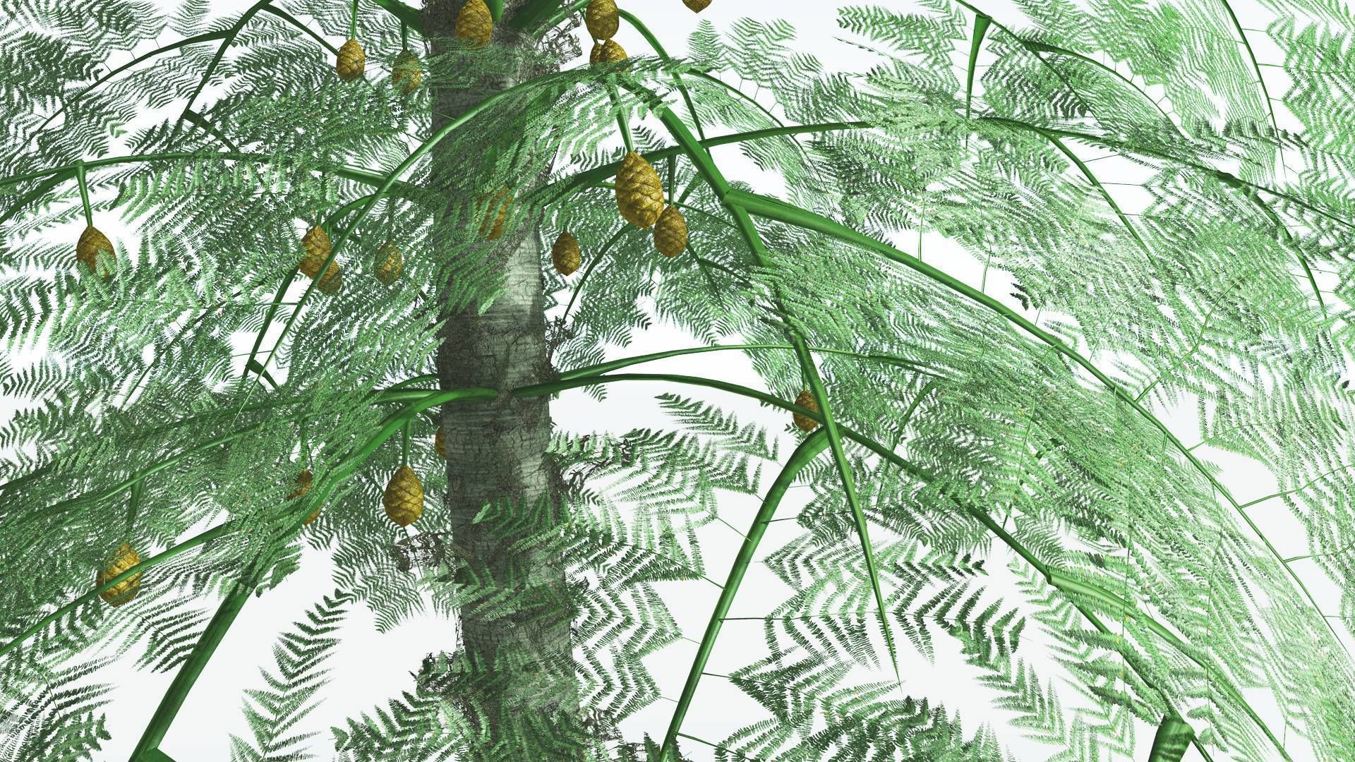 EVERYPlant Alethopteris Seed Fern 4 --12 Models-- 3D model_5