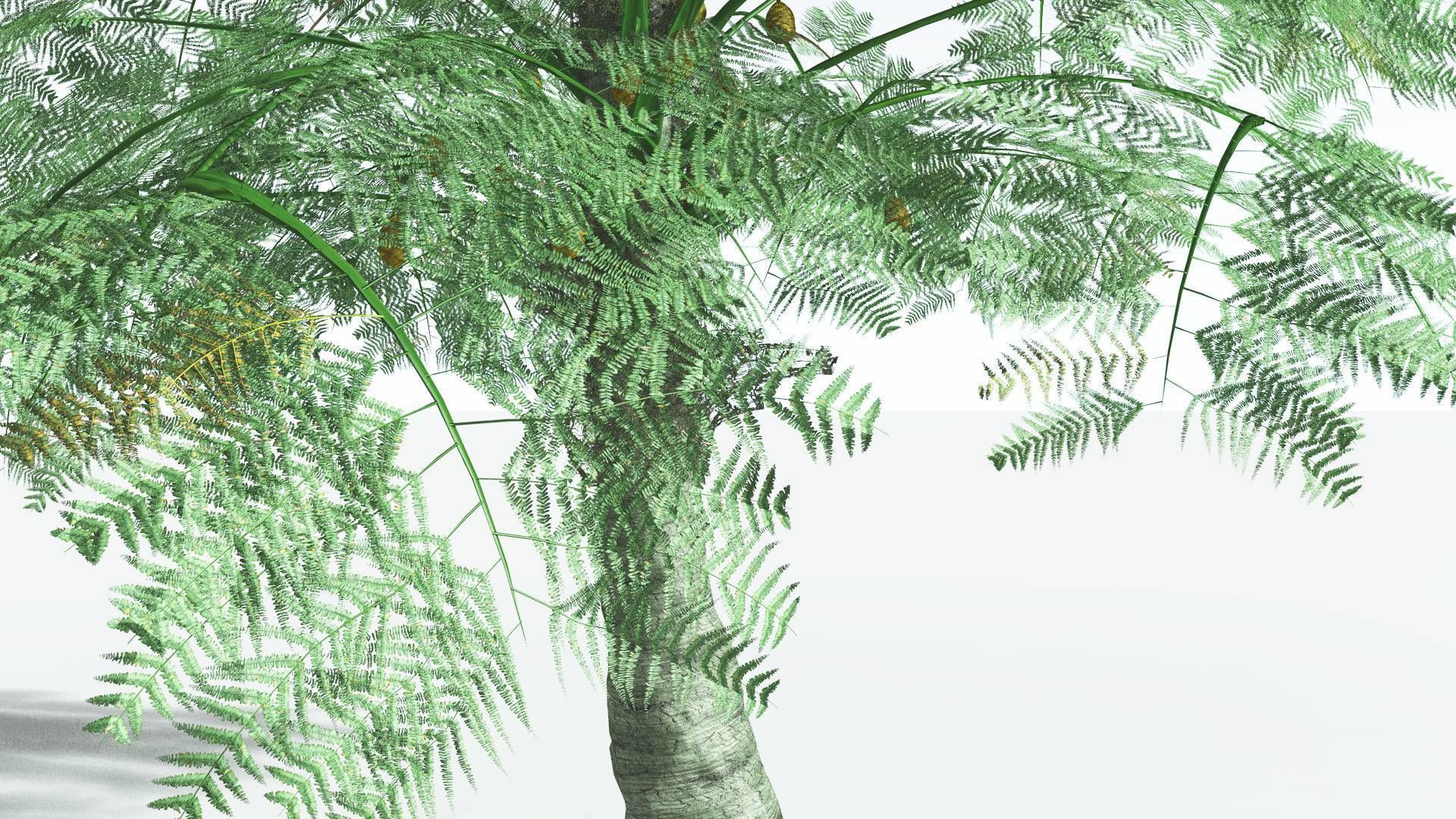 EVERYPlant Alethopteris Seed Fern 4 --12 Models-- 3D model_17