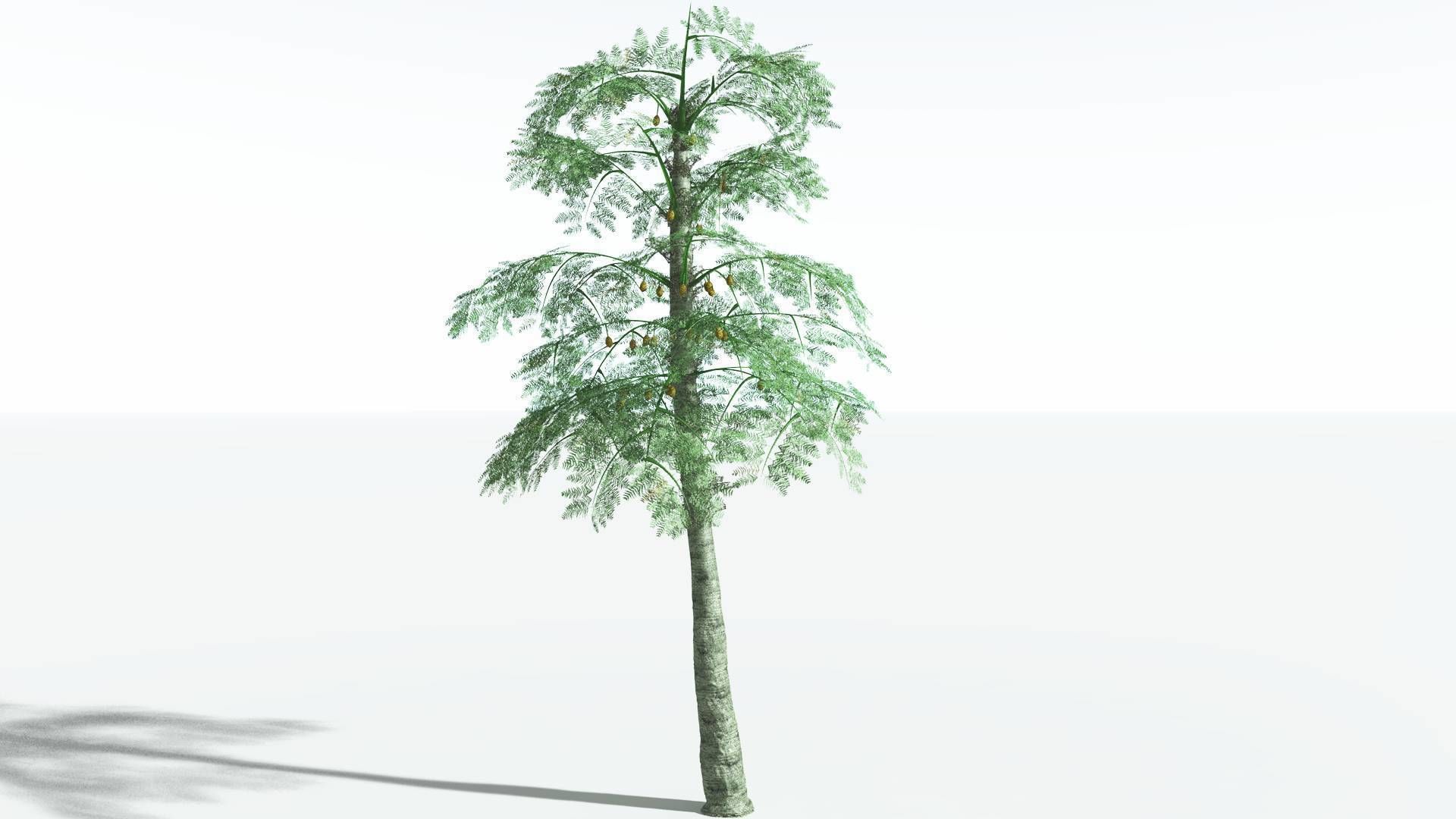 EVERYPlant Alethopteris Seed Fern 4 --12 Models-- 3D model_14