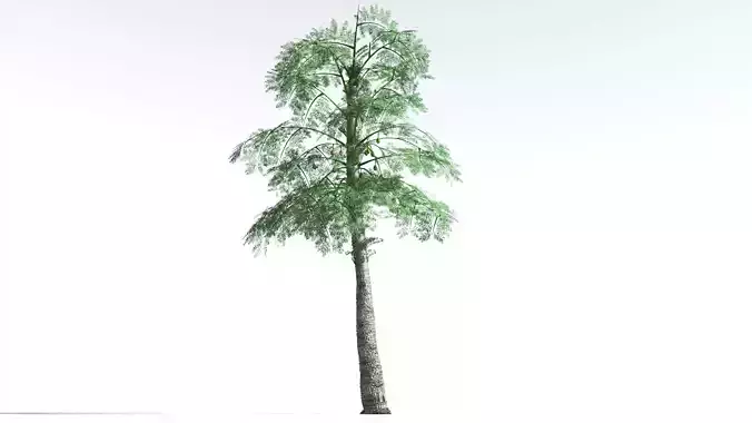 EVERYPlant Alethopteris Seed Fern 4 --12 Models-- 3D model
