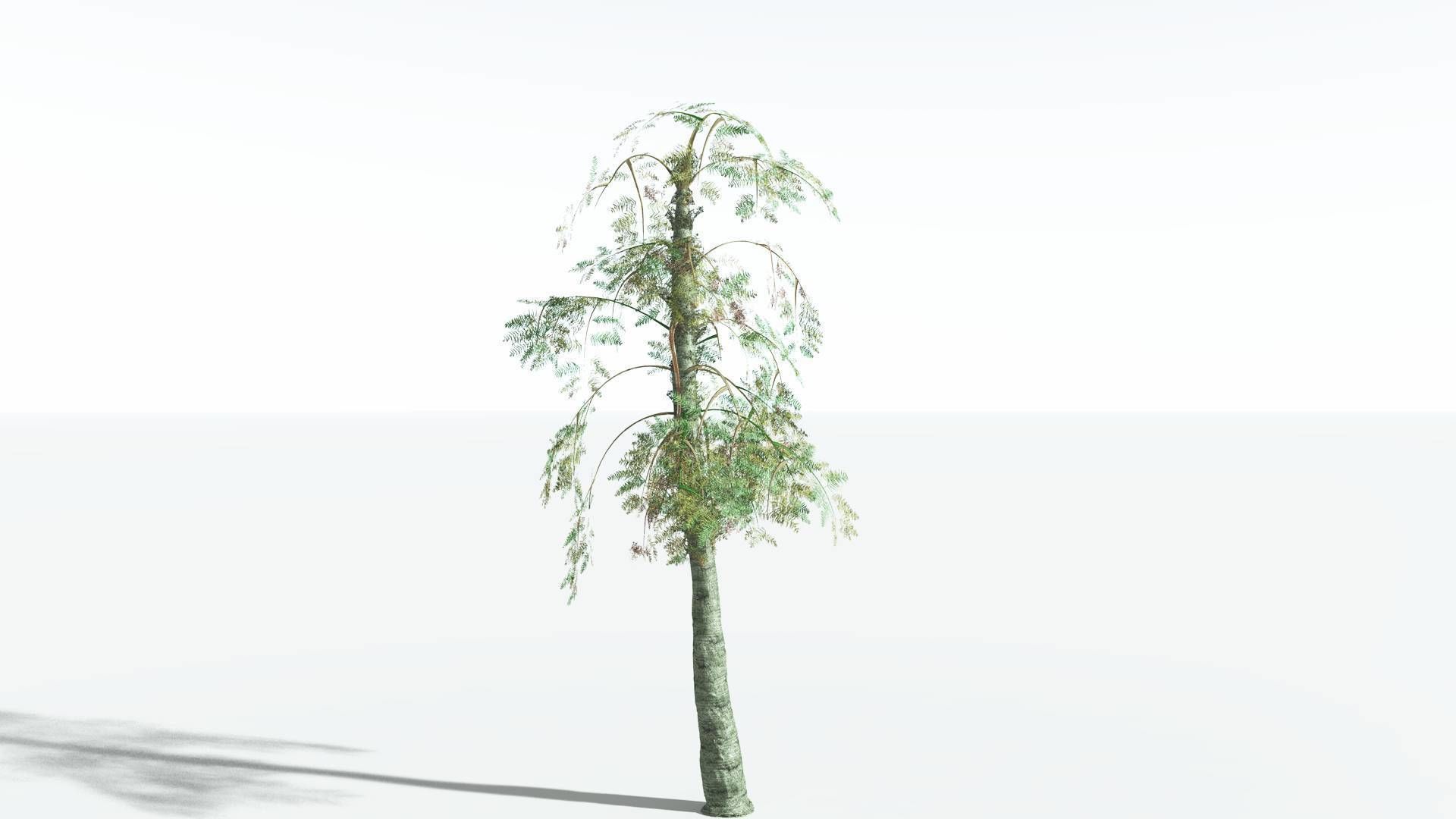 EVERYPlant Alethopteris Seed Fern 4 --12 Models-- 3D model_8