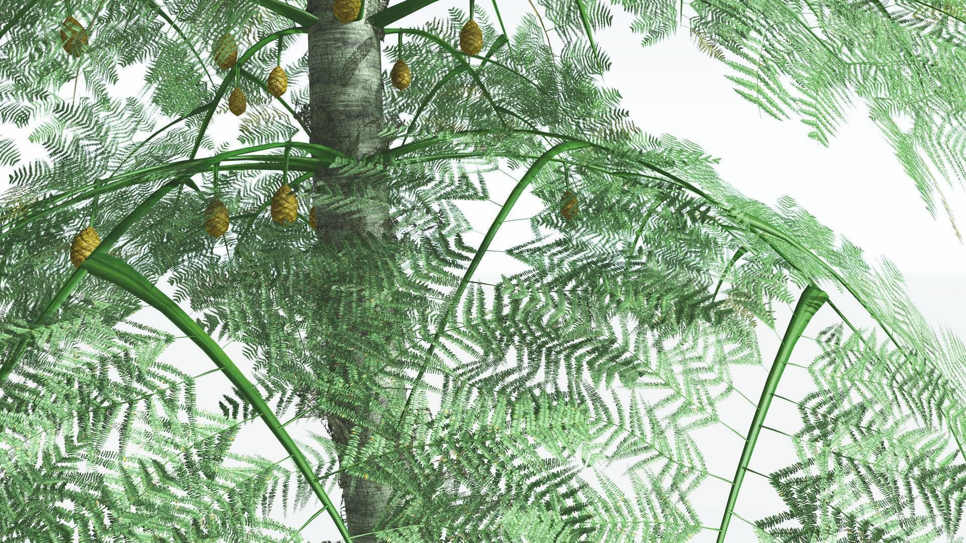 EVERYPlant Alethopteris Seed Fern 4 --12 Models-- 3D model_15