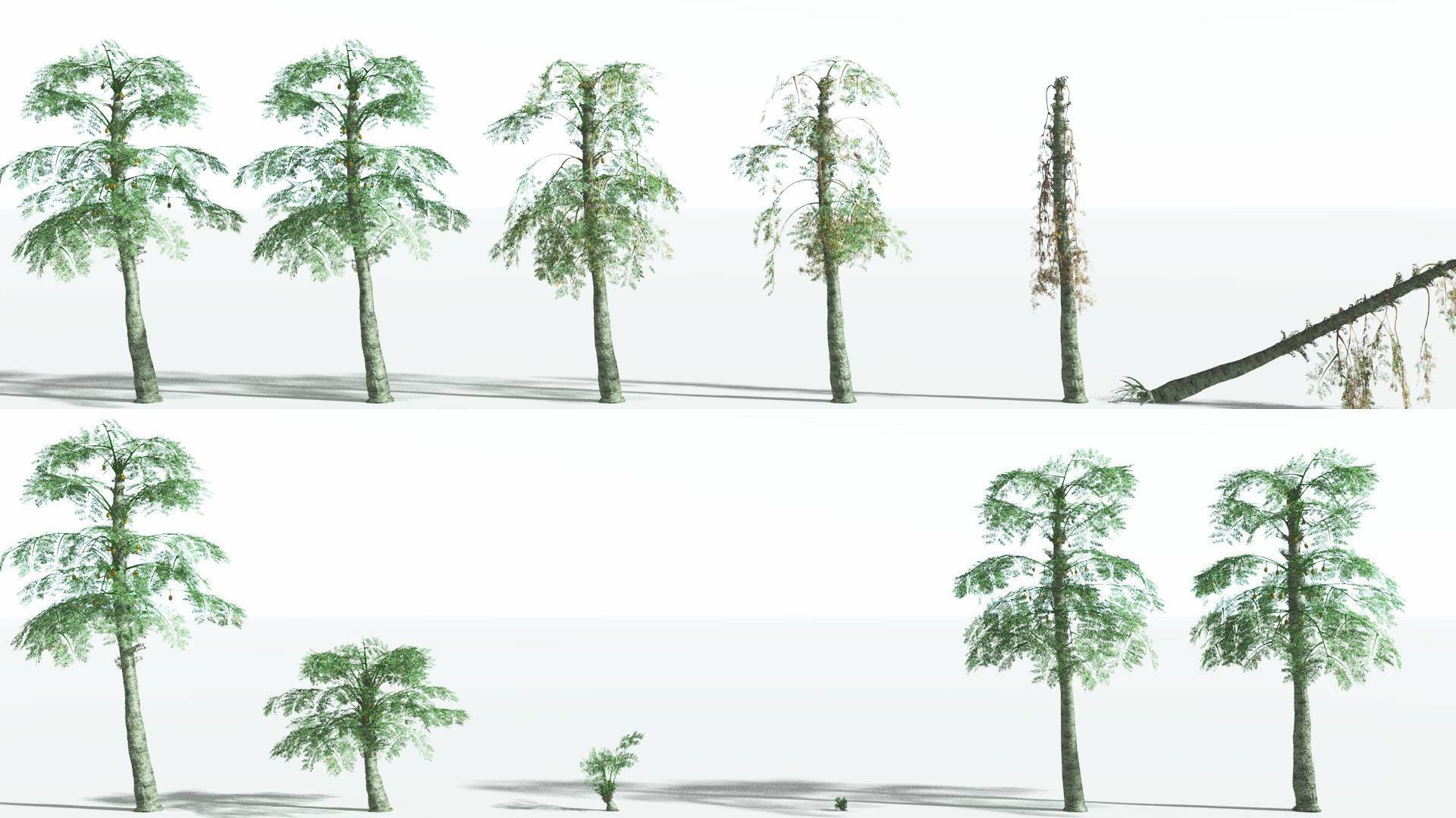 EVERYPlant Alethopteris Seed Fern 4 --12 Models-- 3D model_1