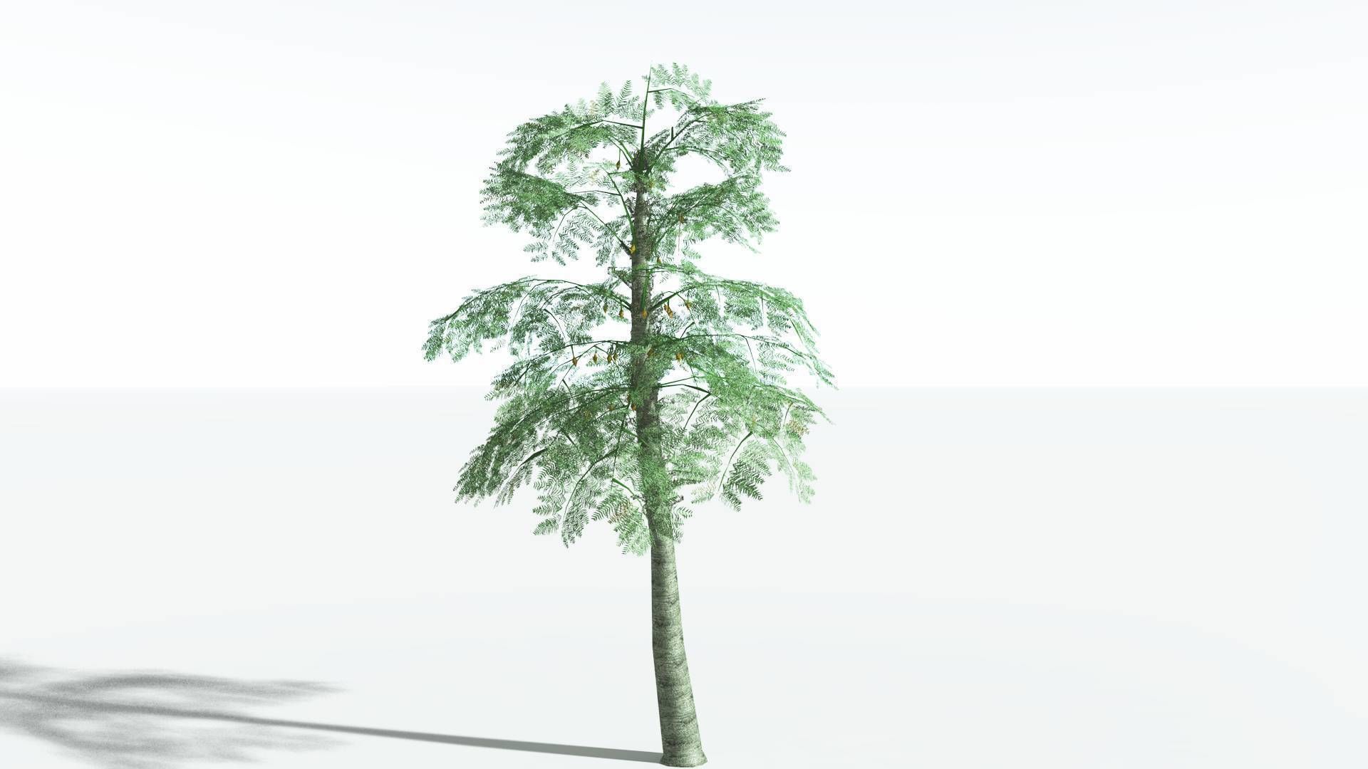 EVERYPlant Alethopteris Seed Fern 4 --12 Models-- 3D model_22