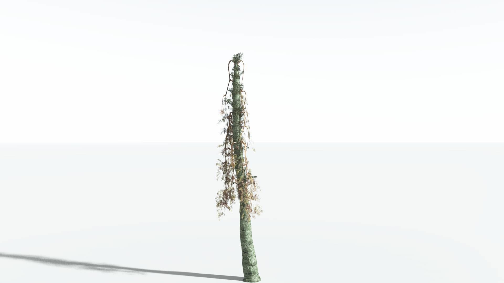EVERYPlant Alethopteris Seed Fern 4 --12 Models-- 3D model_10