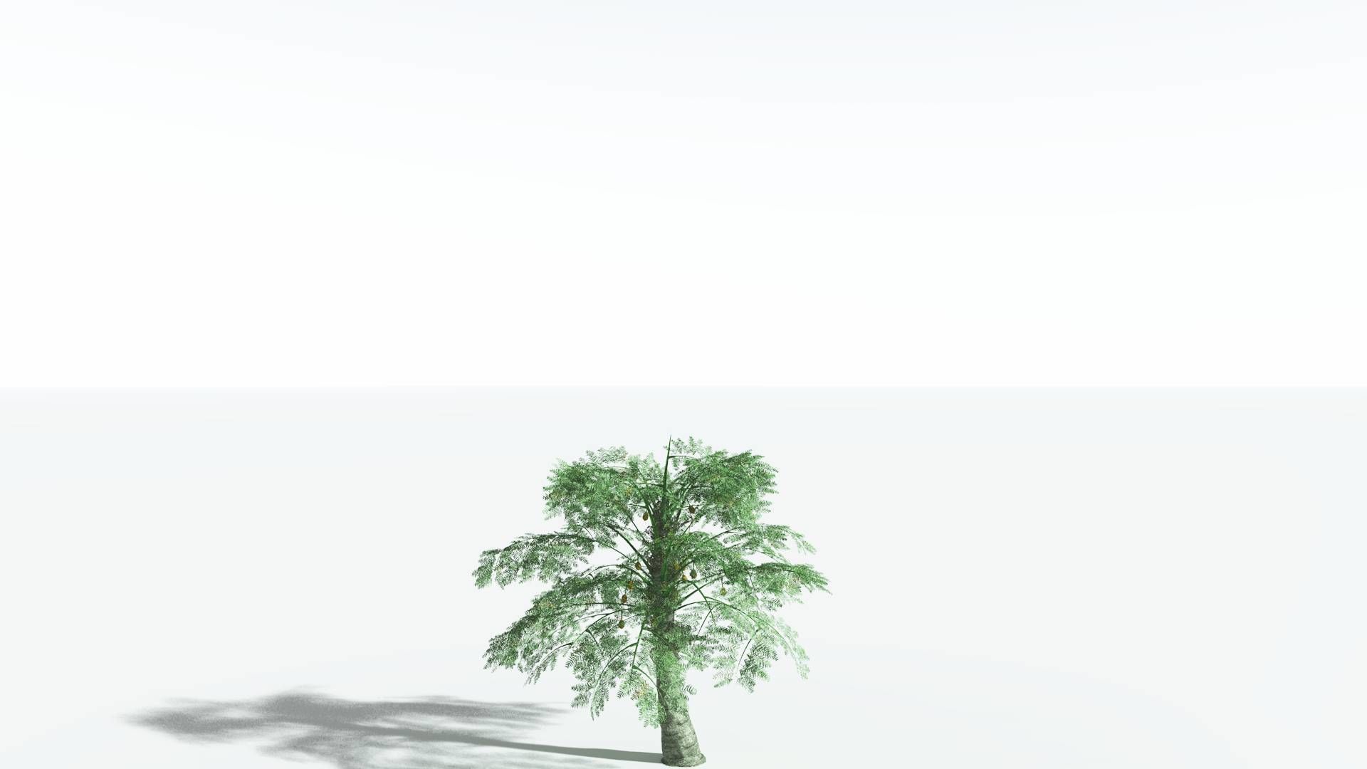 EVERYPlant Alethopteris Seed Fern 4 --12 Models-- 3D model_16