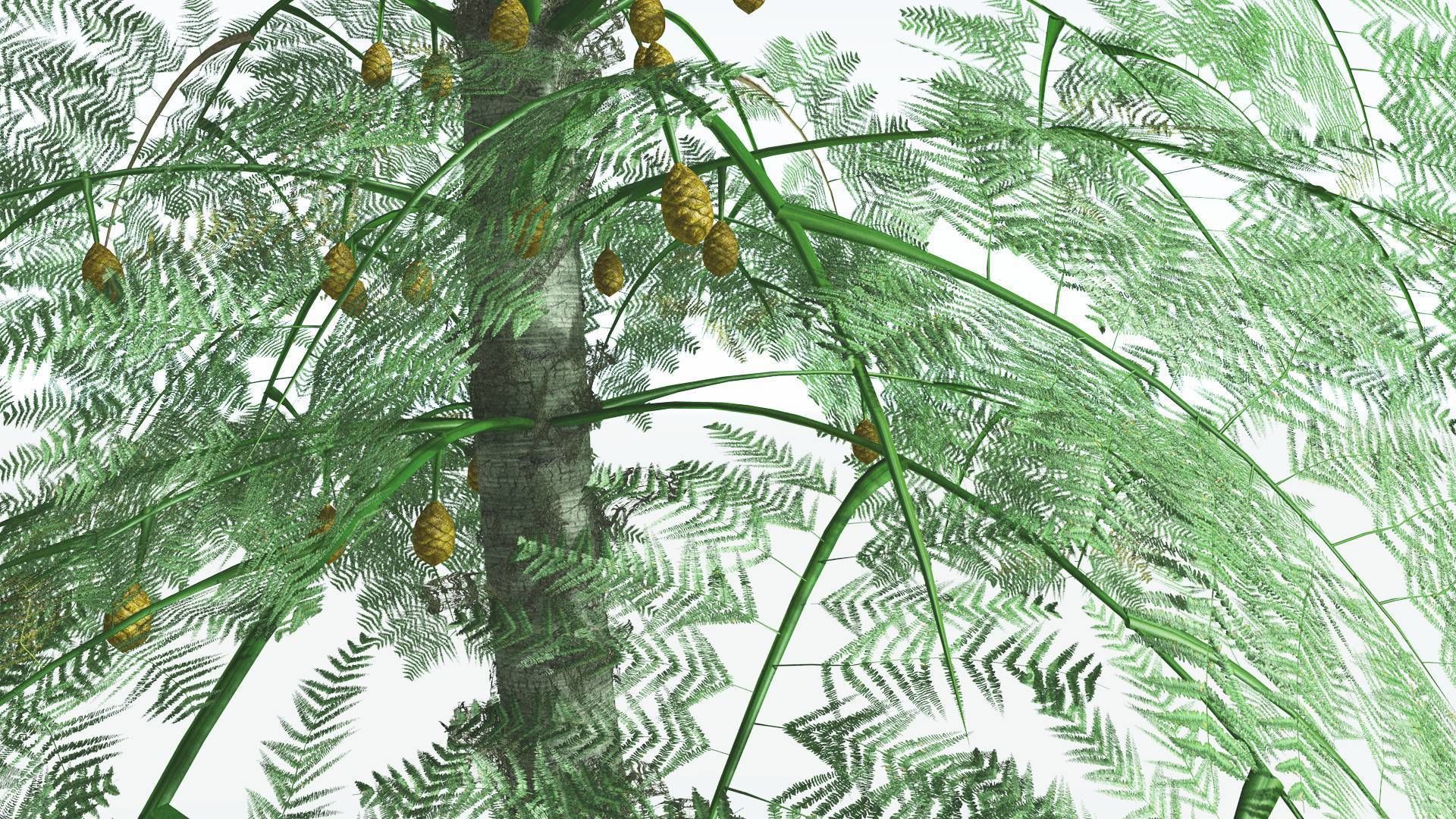 EVERYPlant Alethopteris Seed Fern 4 --12 Models-- 3D model_3