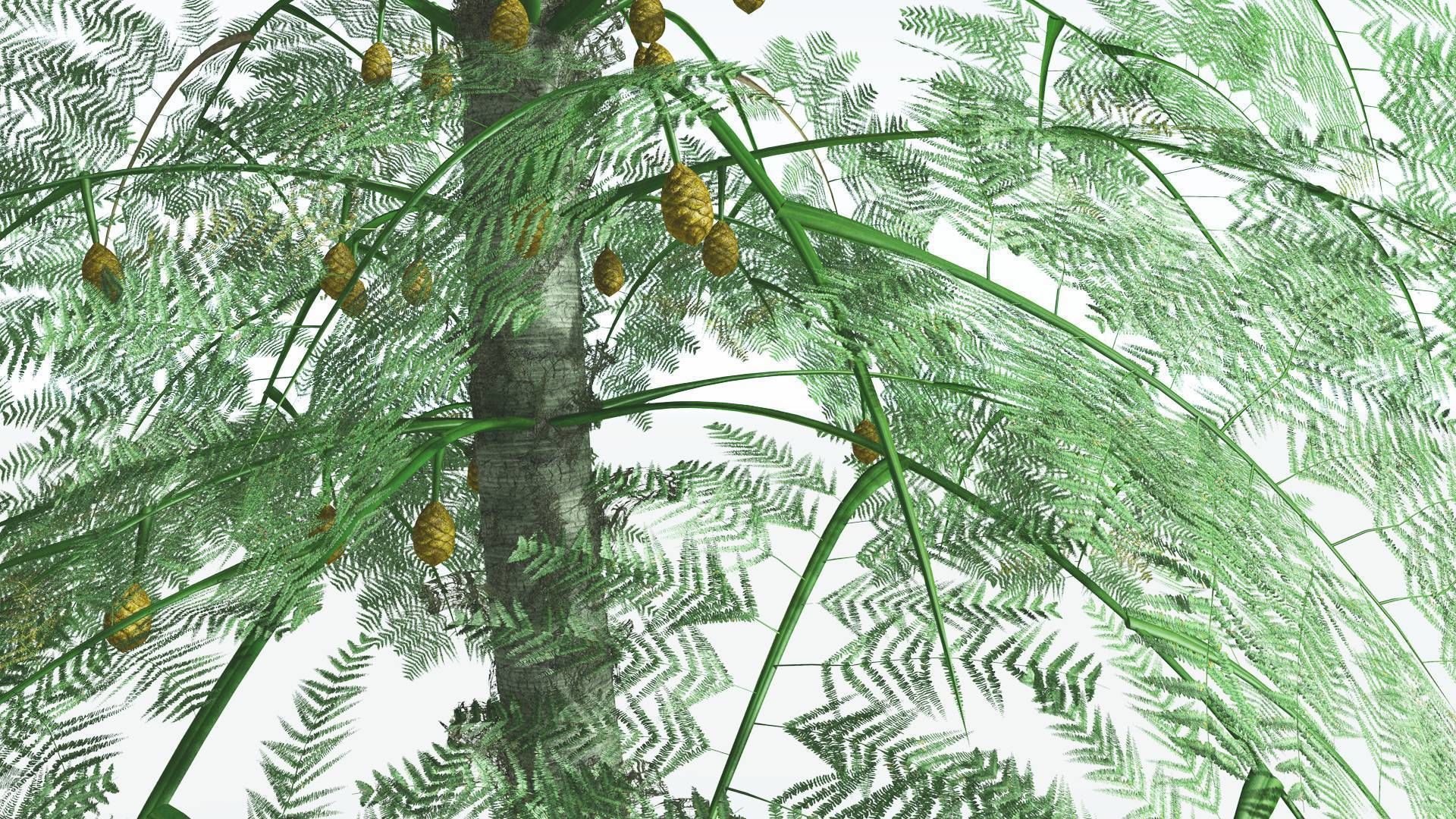 EVERYPlant Alethopteris Seed Fern 4 --12 Models-- 3D model_25