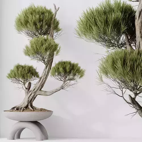 HQ HousePlants Bonsai Pinus Pentaphylla Thunbergii13 3D model