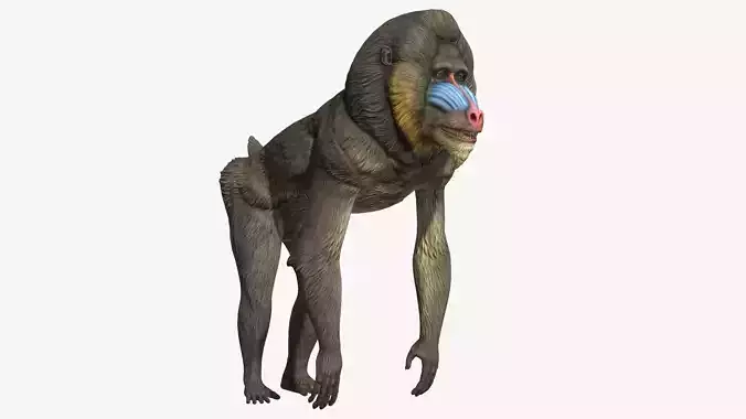 Mandrill