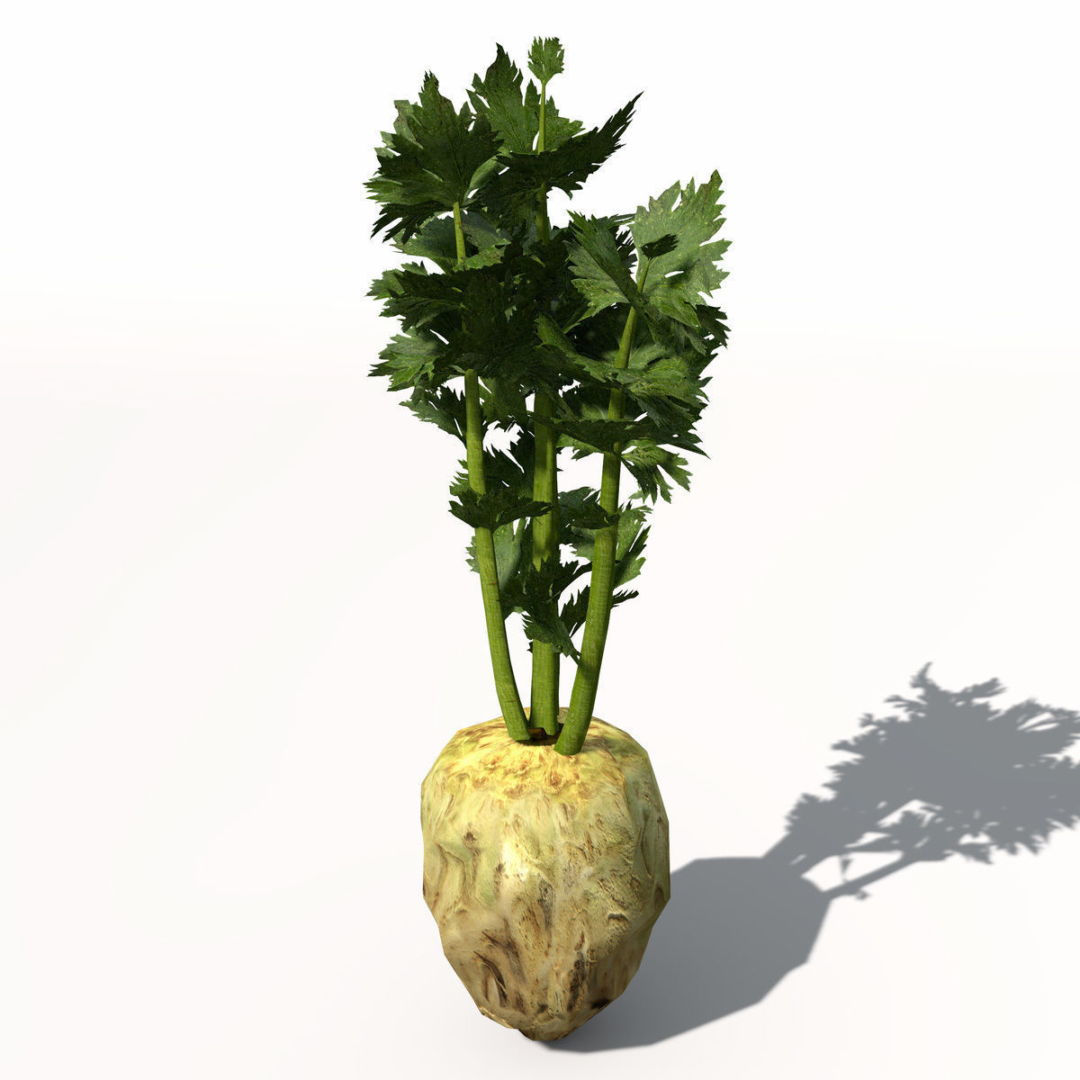 XfrogPlants Celery 3D model_3