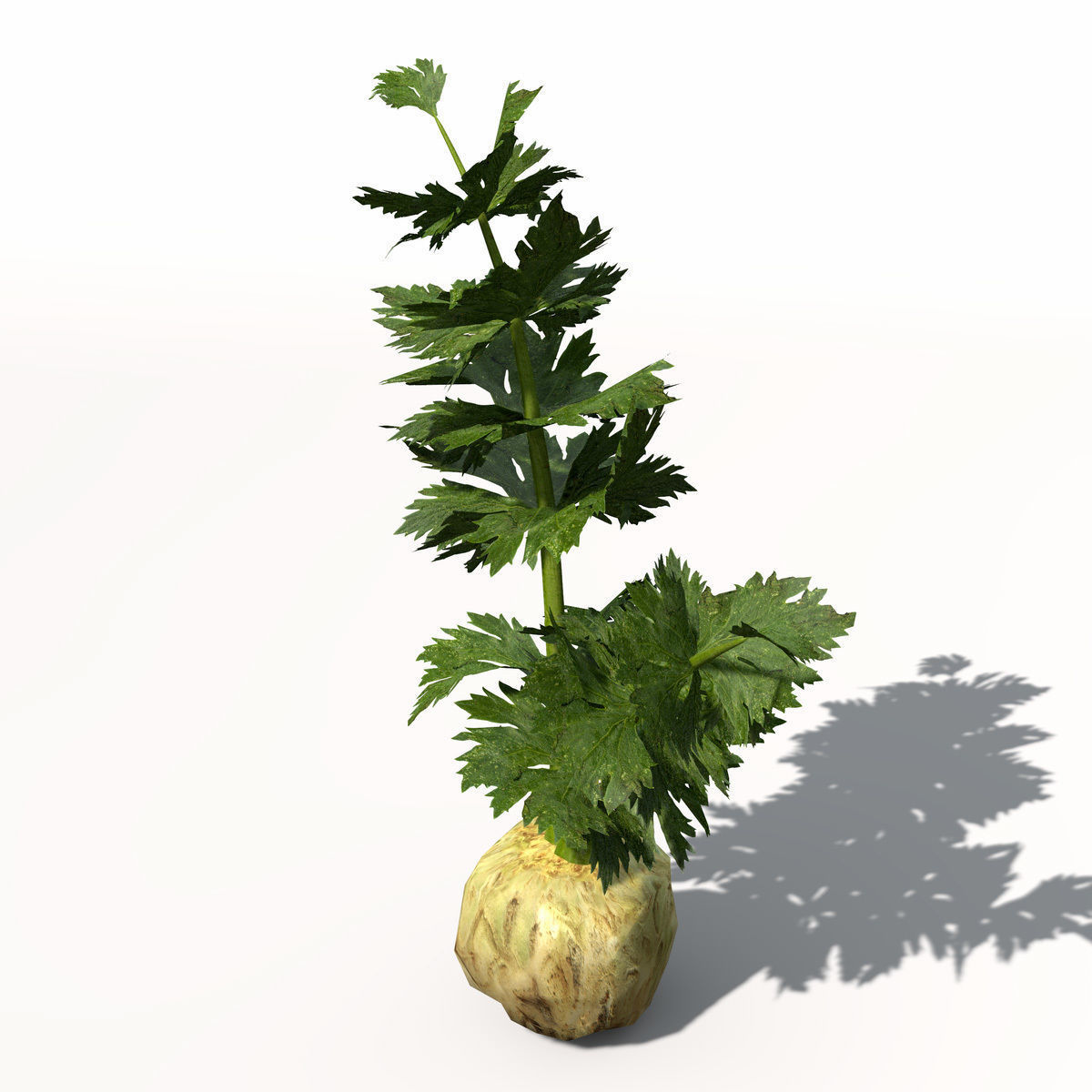 XfrogPlants Celery 3D model_2